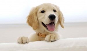 Cute-Puppies-29-HD-Images-Wallpapers