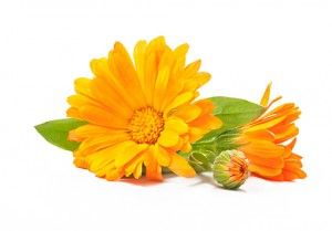 calendula-flower-extract