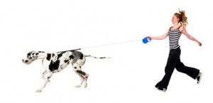 dog-leash-training-8859519