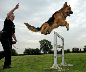 Dog-Training-2