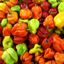 Hot peppers