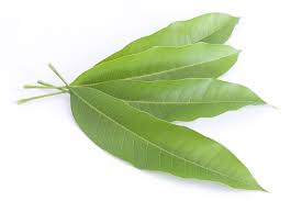 Mango leaves