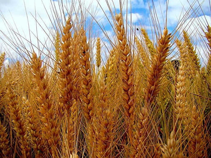 barley