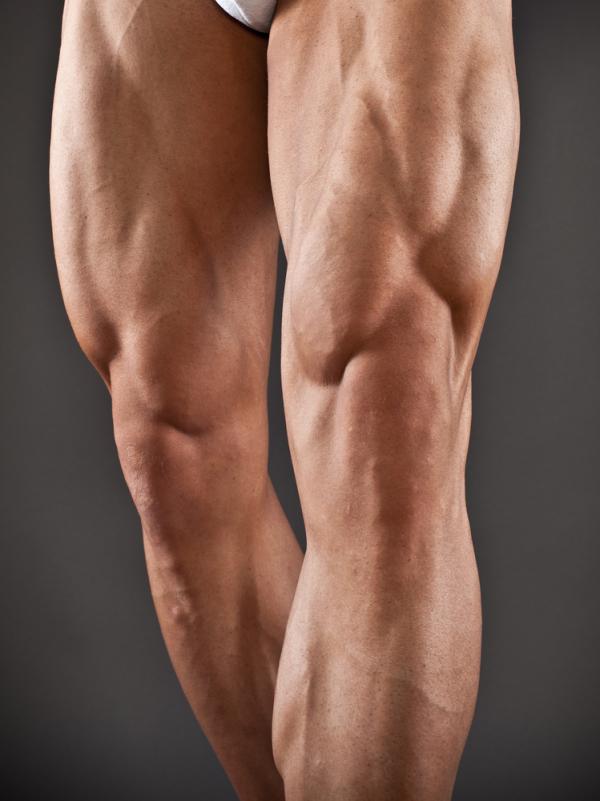 Leg muscles 