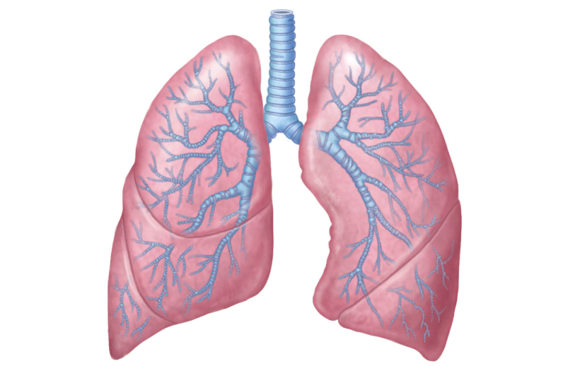 Lungs