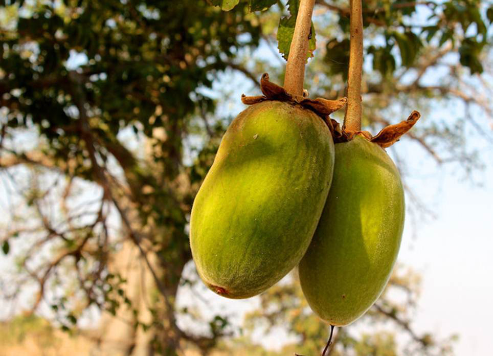 Baobab