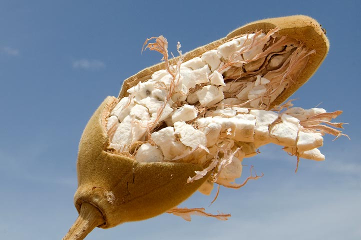 ways baobab promotes health