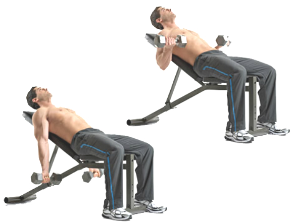  INCLINE DUMBBELL CURLS