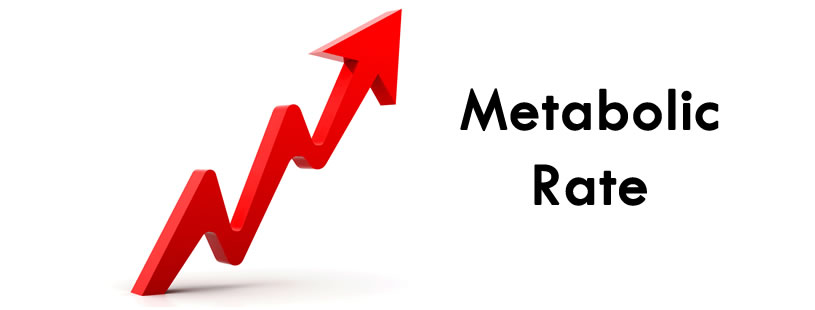 Metabolic Rate