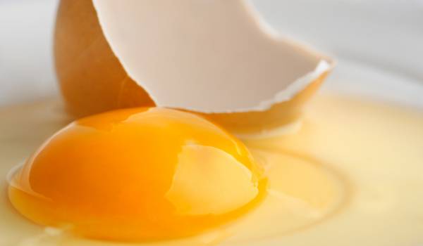 egg yolk