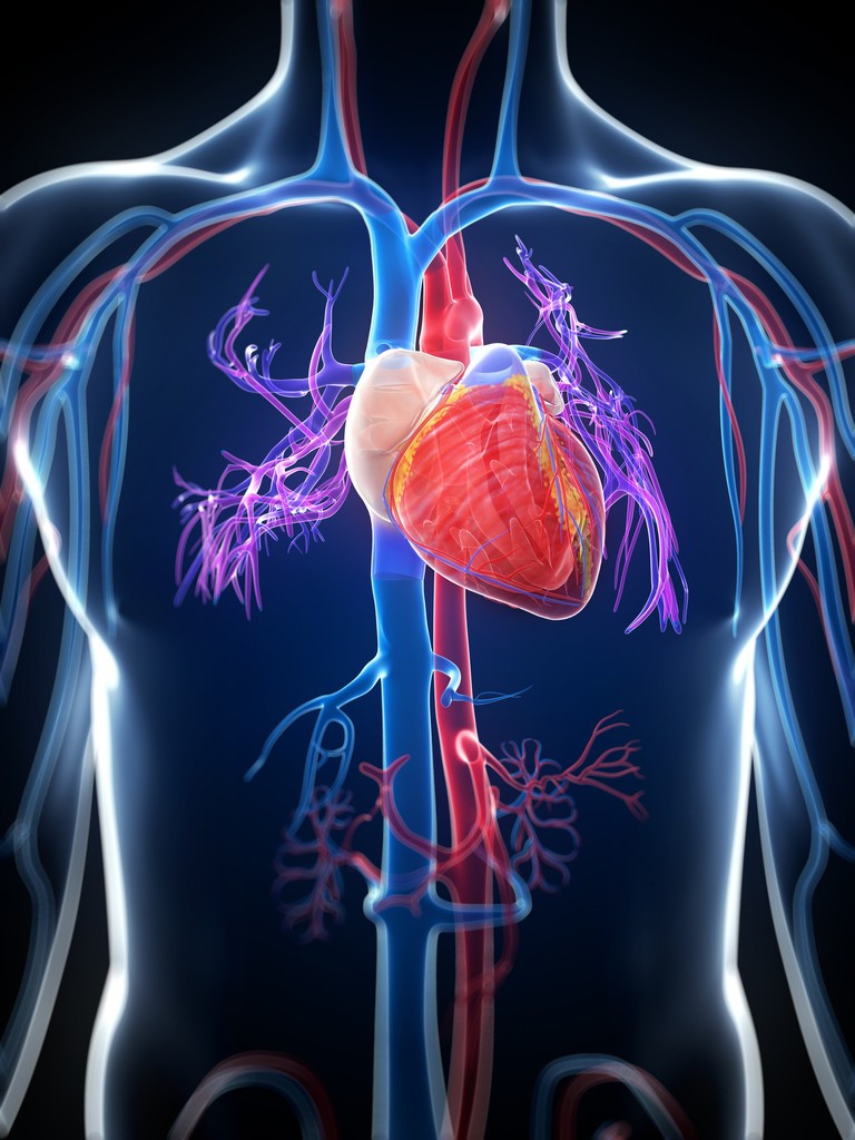 Cardiovascular System