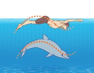 DOLPHIN swimming style