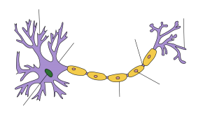 dendrites of brain