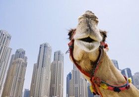 Sports Activities : Camel Racing Dubai