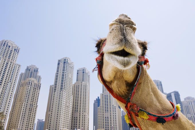 Sports Activities : Camel Racing Dubai
