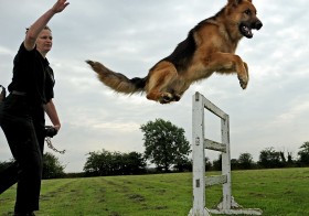 Puppy Training in Dubai