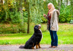 Train your Dog With Trainer.ae