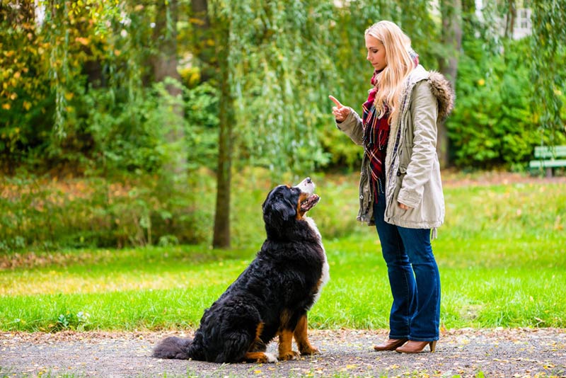 Train your Dog With Trainer.ae Trainer