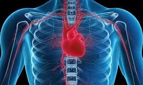 5 Herbal Remedies For An Enlarged Heart