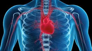 5 Herbal Remedies For An Enlarged Heart