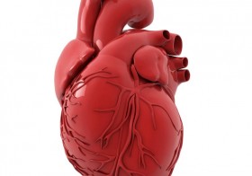 5 Things You Never Knew About Your Heart