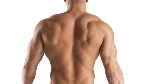 5 Tips on Building Back Muscles