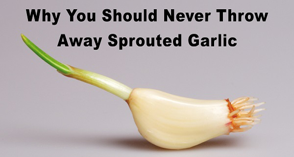7 Reasons Why you Should Never Throw Away Sprouted Garlic