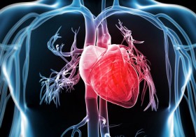 Cardiovascular Disease & Your Heart’s Health- What You Need to Know