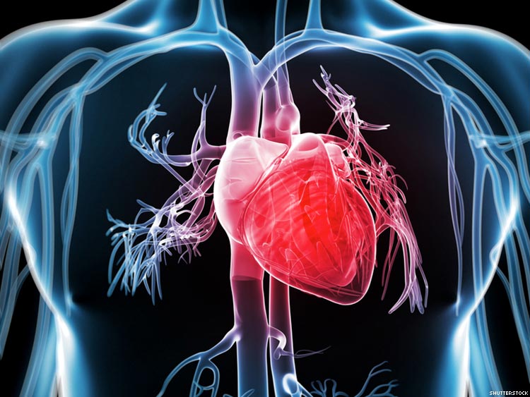 Cardiovascular Disease & Your Heart’s Health- What You Need to Know