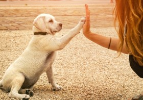 Get Trained your Dog With Trainer.ae