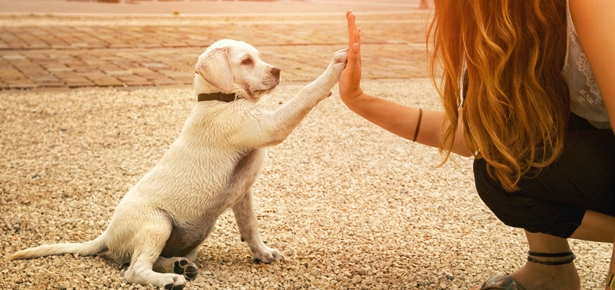 Get Trained your Dog With Trainer.ae